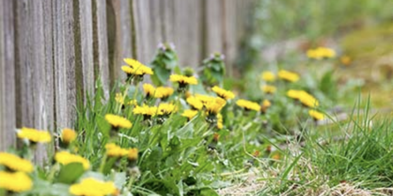 weeds growing at fence line